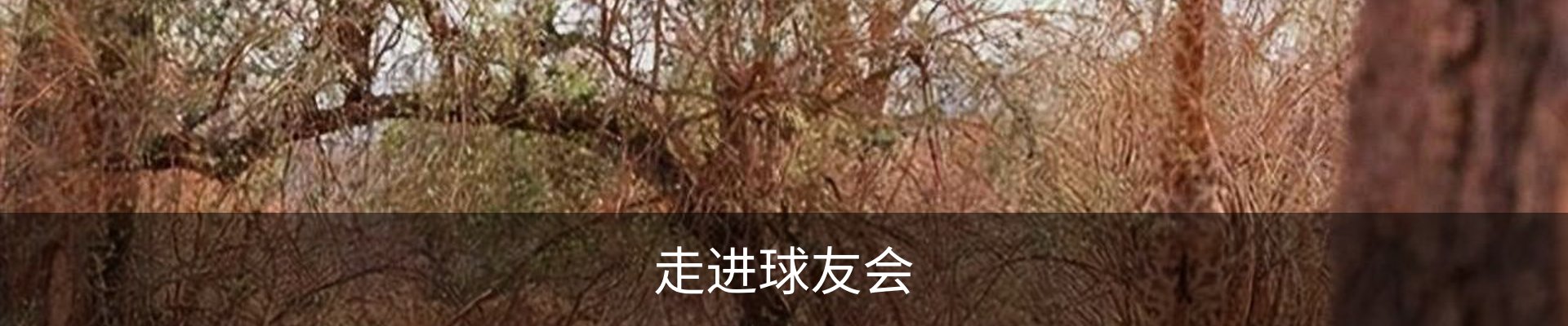 走进球友会